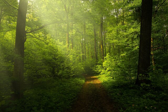 Symbolisch für Trennung verarbeiten ist ein Waldweg, der uns neue Wege gehen lässt.